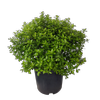 10L Pittosporum Little Gem - Pittosporum tenuifolium