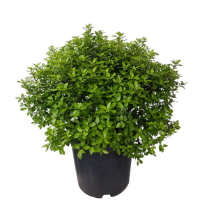 10L Pittosporum Little Gem - Pittosporum tenuifolium