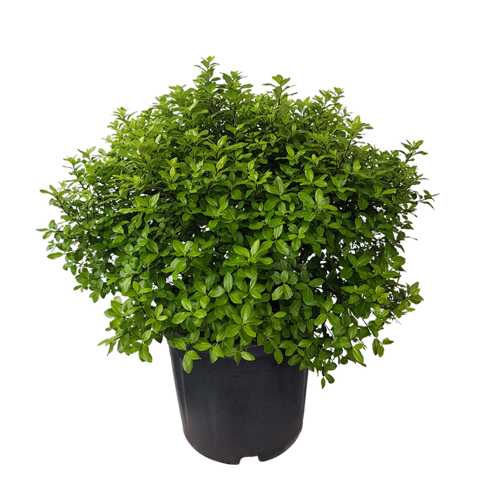 10L Pittosporum Little Gem - Pittosporum tenuifolium