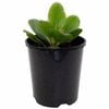 140mm White Bergenia - Bergenia Bressingham White Apg