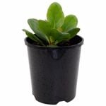 140mm White Bergenia - Bergenia Bressingham White Apg