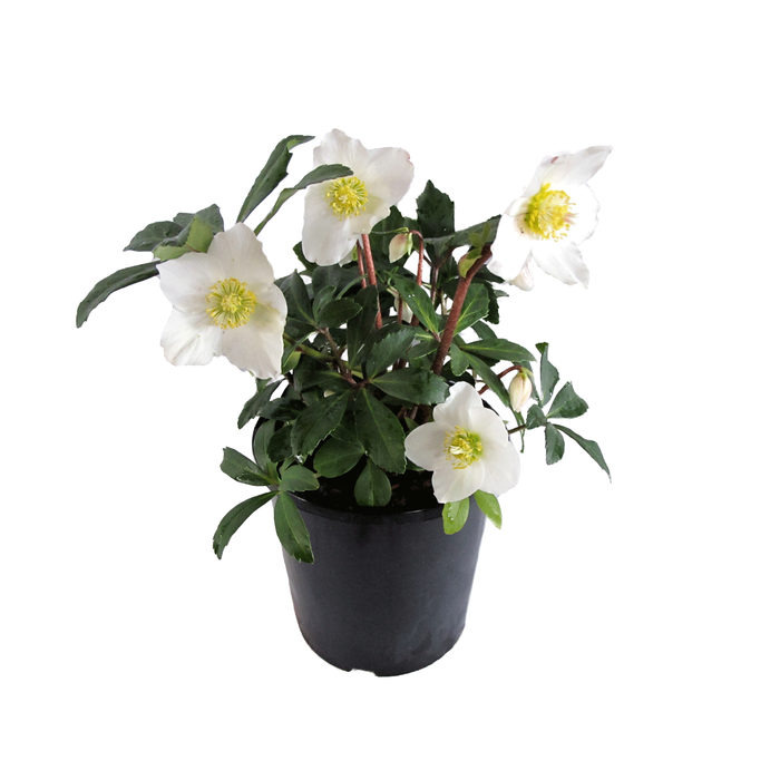 2.4L Helleborus Jacob - Helleborus niger