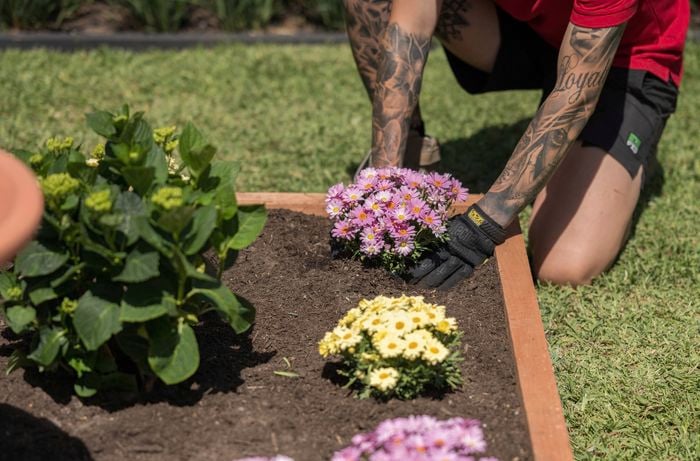 A person in a red shirt is carefully planting pink flowers in a raised garden bed with freshly turned soil, surrounded by other blooming plants.