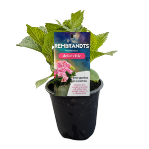 17cm Hydrangea Rembrandt Dolce Chic - Hydrangea macrophylla