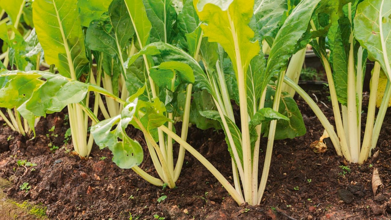 Silverbeet growing in a vegetable patch