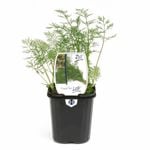 95mm Dill - Anethum graveolens - Food For Life Range