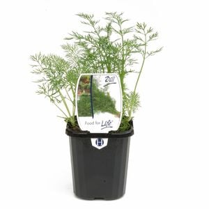 95mm Food for Life Range Dill - Anethum graveolens