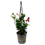170mm Mandevilla Forever Red - Mandevilla sanseri