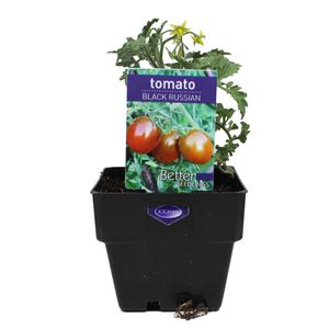 100mm Tomato Black Russian - Esculentum lycopersicon