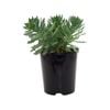 140mm Sedum Thundercloud - Sedum telphinium