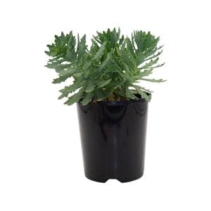 140mm Sedum Thundercloud - Sedum telphinium