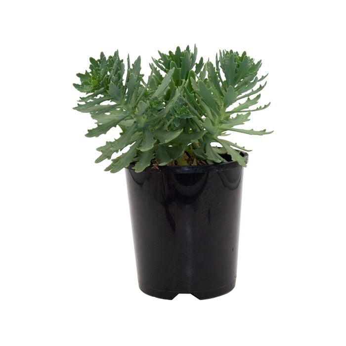 140mm Sedum Thundercloud - Sedum telphinium