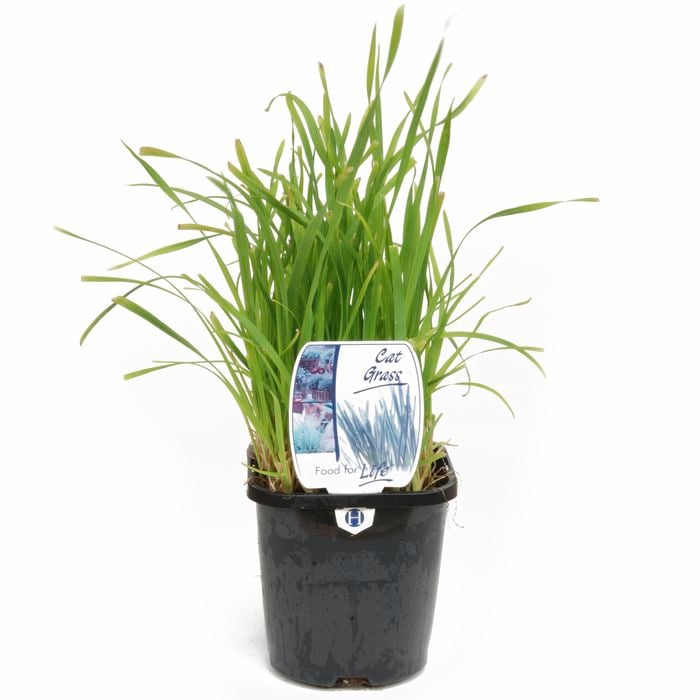 125mm Cat Grass - Dactylis glomerata - Food For Life