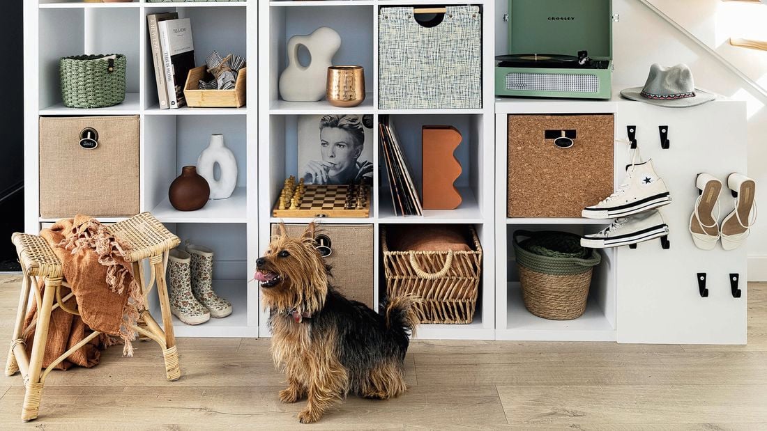 Shelving unit underneath a staircase, with baskets, pot plants and a dog in front of the shelving.