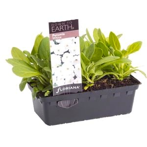 Punnet Petunia White - Petunia hybrida