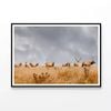 Herd of Wild Bull Elk  Print 100% Australian Made 120x90cm  (Poster)