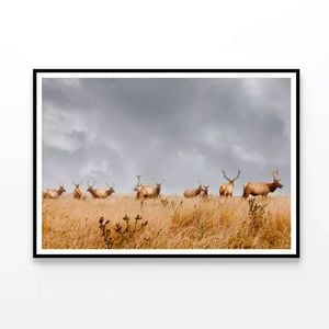 Herd of Wild Bull Elk  Print 100% Australian Made 120x90cm  (Poster)