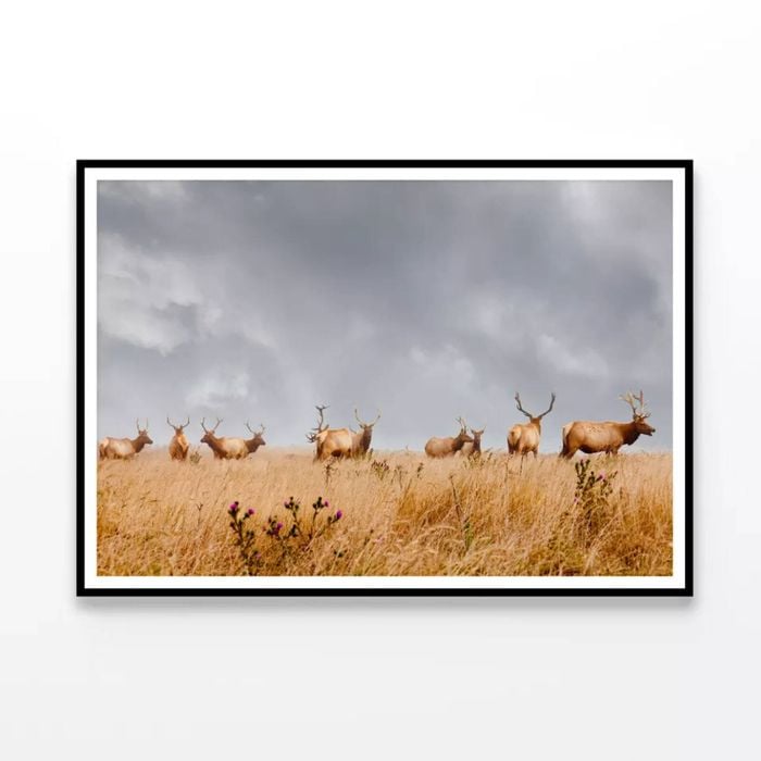 Herd of Wild Bull Elk  Print 100% Australian Made 120x90cm  (Poster)