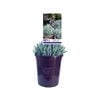 140mm Senecio Mini Chalk Sticks - Senecio serpens