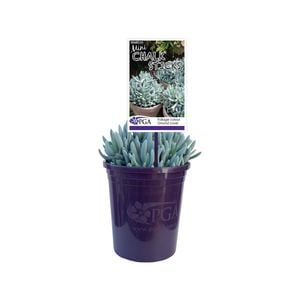 140mm Senecio Mini Chalk Sticks - Senecio serpens