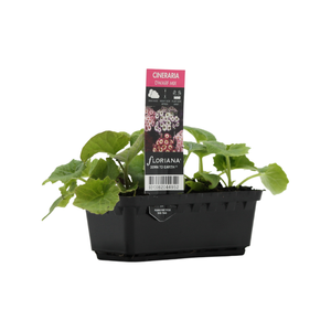 Punnet Cineraria Dwarf Mix - Senecio cruentus