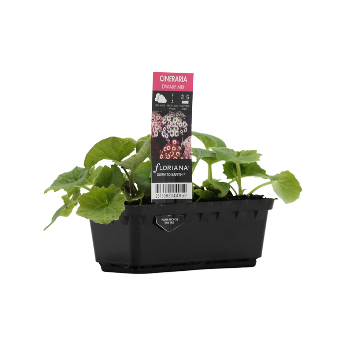 Punnet Cineraria Dwarf Mix - Senecio cruentus