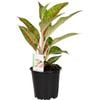 120mm Chinese Evergreen - Aglaonema Nightsparkle