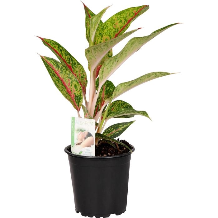 120mm Chinese Evergreen - Aglaonema Nightsparkle