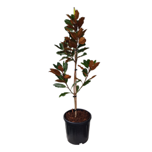 10L Magnolia Little Gem