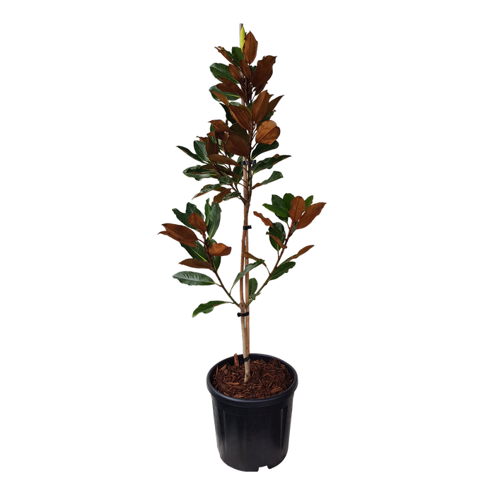 10L Magnolia Little Gem