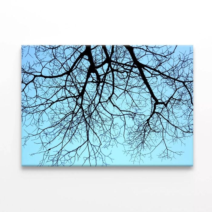 Branches of Tree against the Sky  Print 100% Australian Made 75 x 50cm  (Stretched)