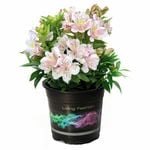140mm Peruvian Lily - Alstroemeria Inca Vienna