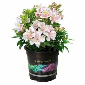 140mm Peruvian Lily - Alstroemeria Inca Vienna