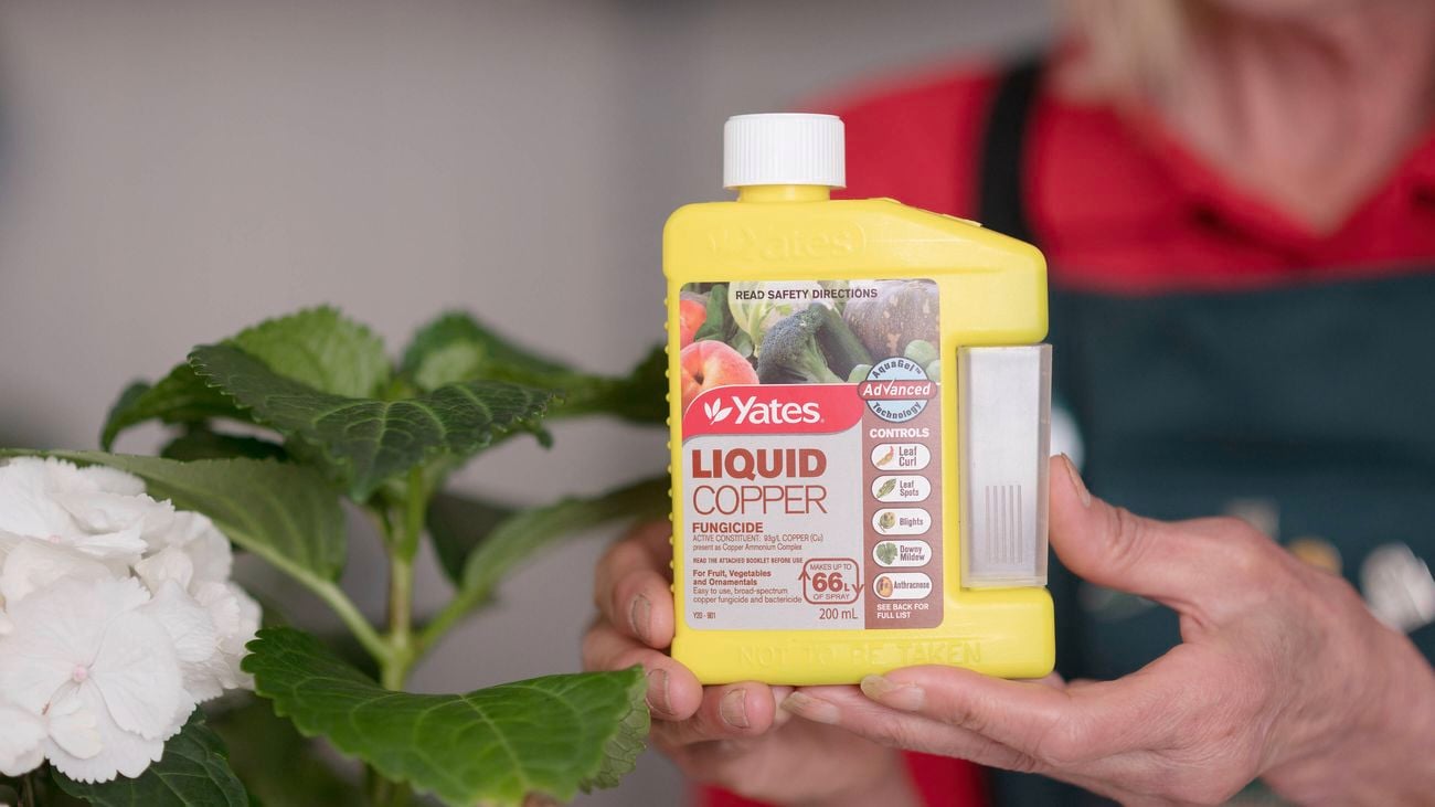 A person holding yates liquid copper fungicide.