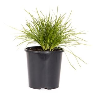 140mm Lomandra Little Con - Lomandra confertifolia