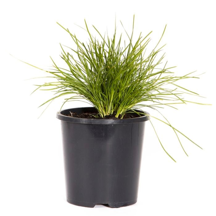 140mm Lomandra Little Con - Lomandra confertifolia
