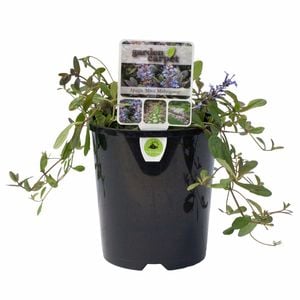140mm Ajuga Mini Mahongany - Ajuga reptans