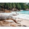 Rocks And Palm Trees, Seychelles  Print 100% Australian Made 120 x 90cm  (Stretched)