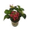 2.5L Hydrangea Assorted - Hydrangea