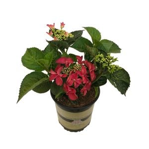 2.5L Hydrangea Assorted - Hydrangea