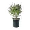 350mm Boronia Purple Jared - Boronia  Heterophylla x Boronia Megastigma