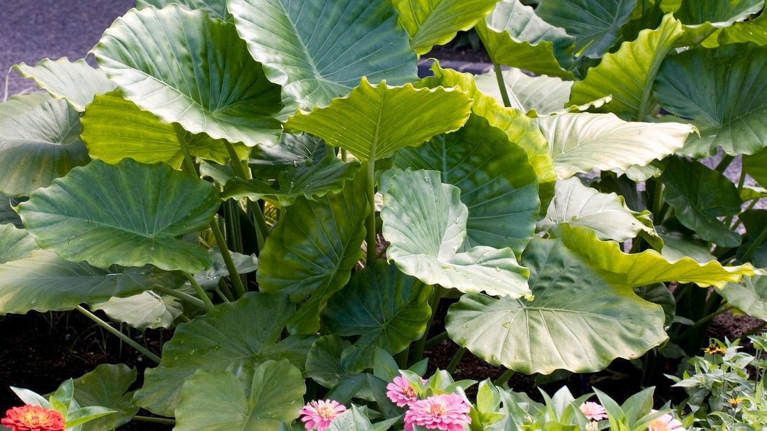 An alocasia, or elephant leaf plant in a garden