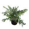 2L Japanese Holly - Ilex helleri