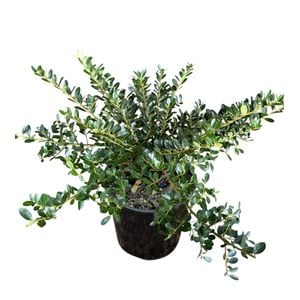 2L Japanese Holly - Ilex helleri