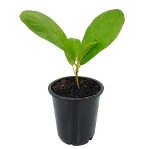 70mm Fiddle Leaf Fig - Ficus Lyrata
