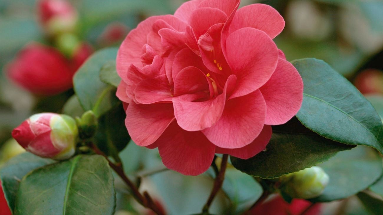 Camellia flower.
