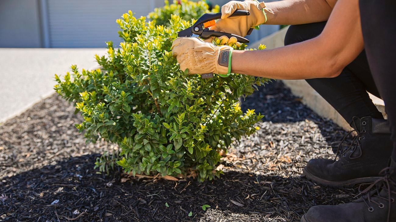 Bush being trimmed by secateurs