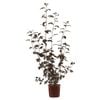 200mm Ninebark Monlo Diabolo - Physocarpus opulifolius