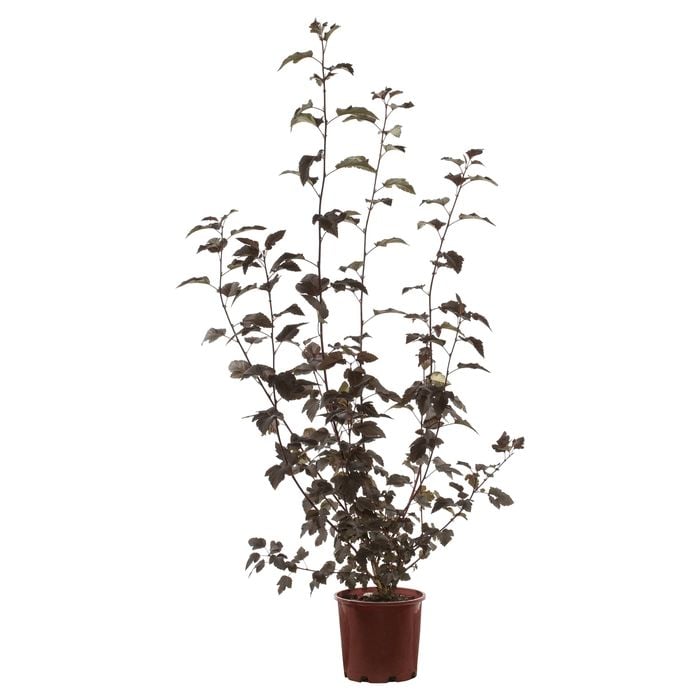 200mm Ninebark Monlo Diabolo - Physocarpus opulifolius