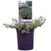 140mm Acinos Purple Poppet